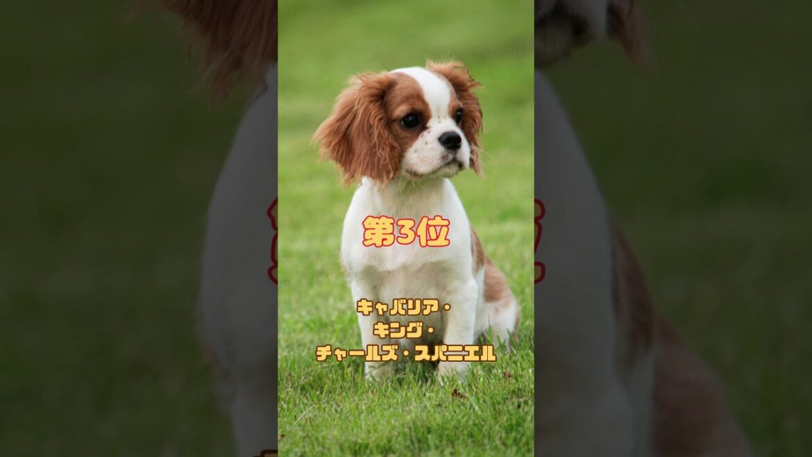 高齢者におすすめの犬種ランキング【TOP5】