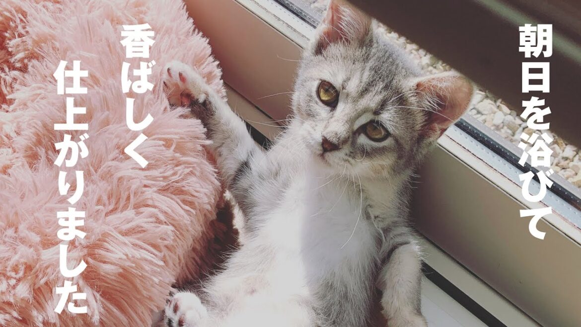 朝日を浴びてゴロゴロしています♪　アメリカンカール　るる