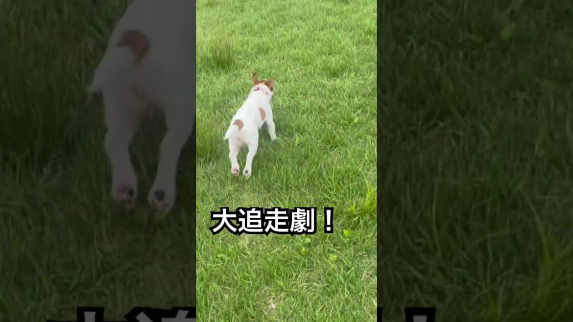 静かに始まり、大騒ぎで終わる兄弟劇場#ジャックラッセルテリア #犬のいる生活 #可愛い #shorts