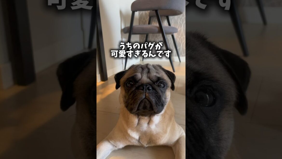 可愛すぎるから最後まで見て☺️ #shorts #shortvideo #パグ #犬 #dog #pug #愛犬 #pets #犬のいる生活 #癒し