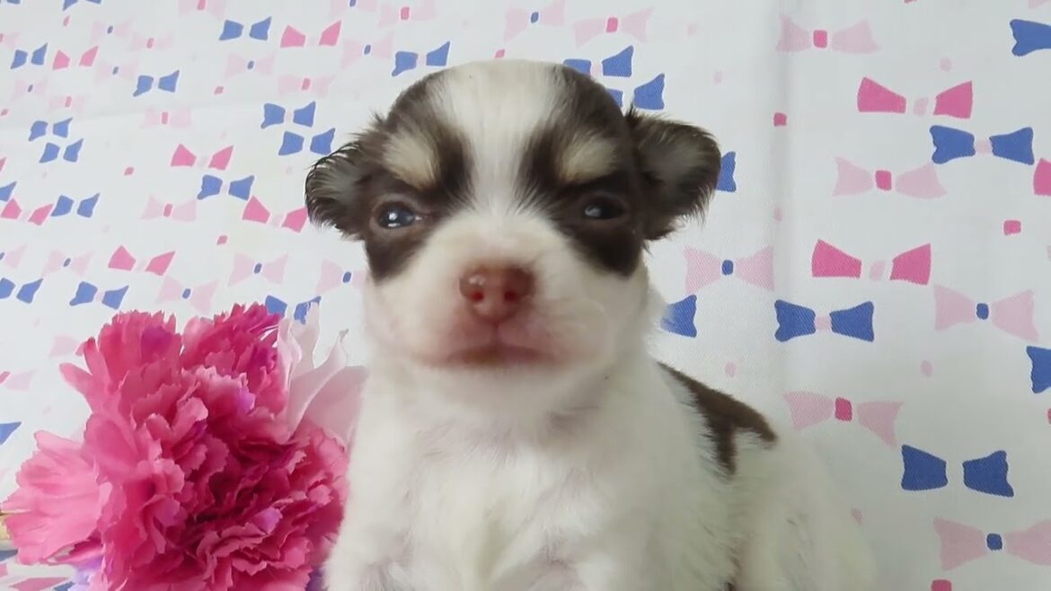 0729チワワ子犬アンナｆ