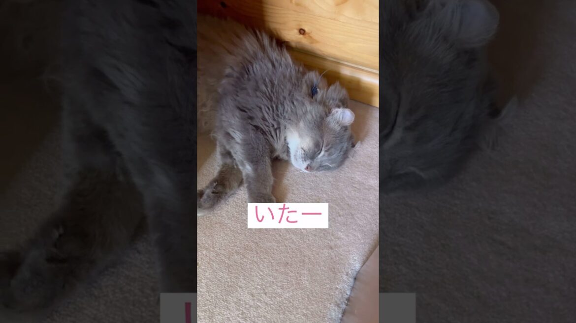 見つかってよかった #ねこ動画 #アメリカンカール