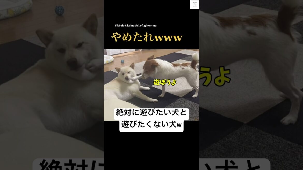 遊ぶ気ゼロの柴犬が面白い😂　#柴犬  #白柴　#ジャックラッセルテリア #おもしろ #犬のいる暮らし