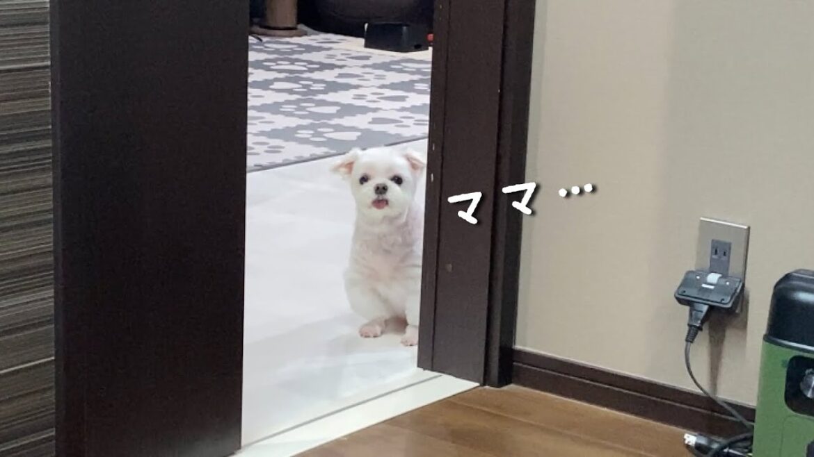 まるで人間の子のような行動をするシニア犬が可愛すぎました