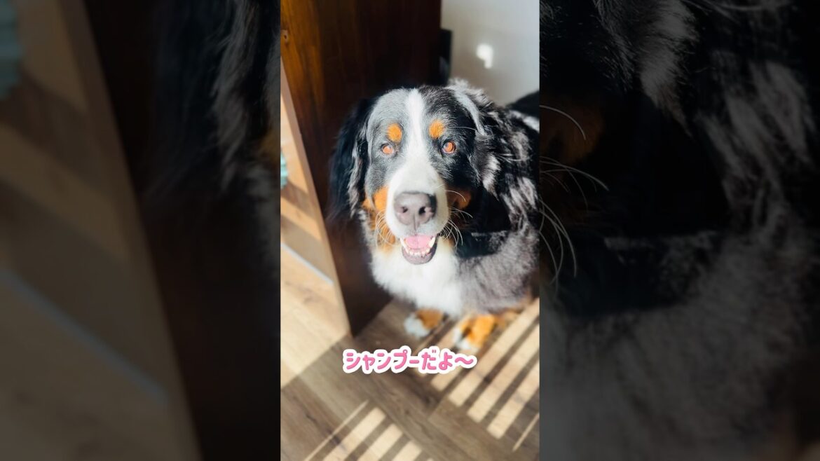 ペット美容室のシャンプーでモフモフ最高潮のバーニーズ🐾