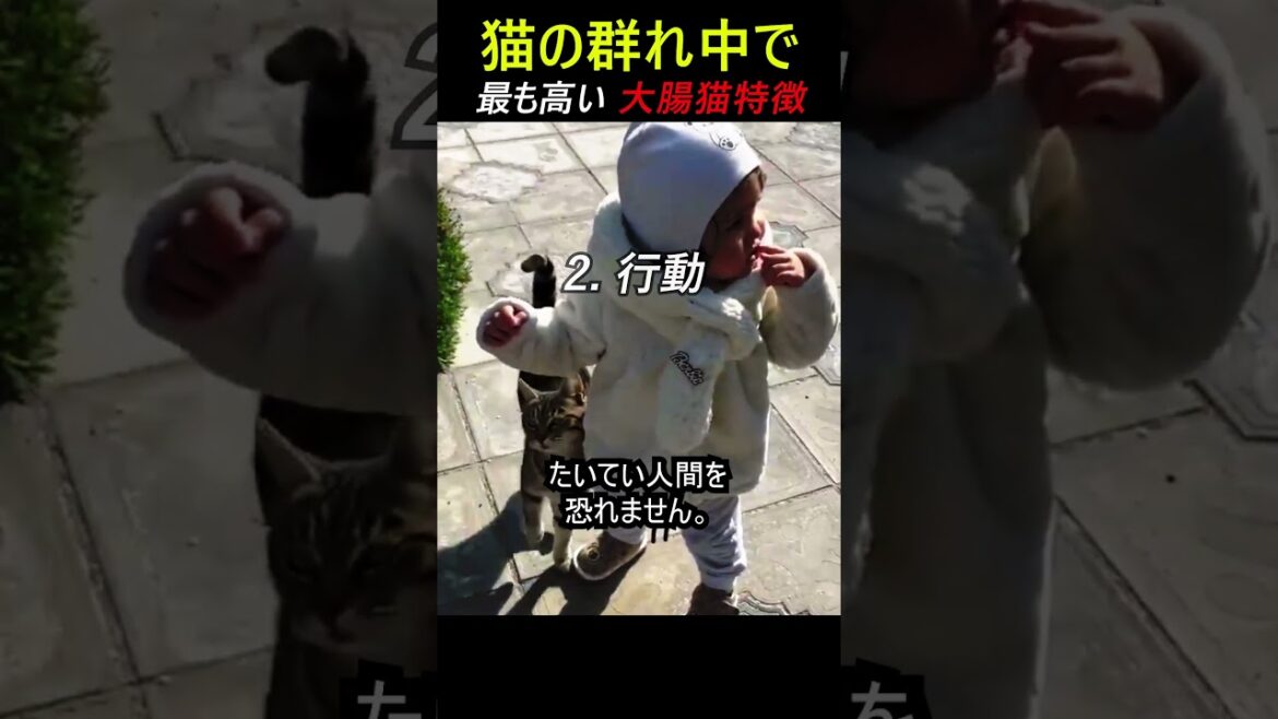 猫の群れ中で最も高い大腸猫特徴