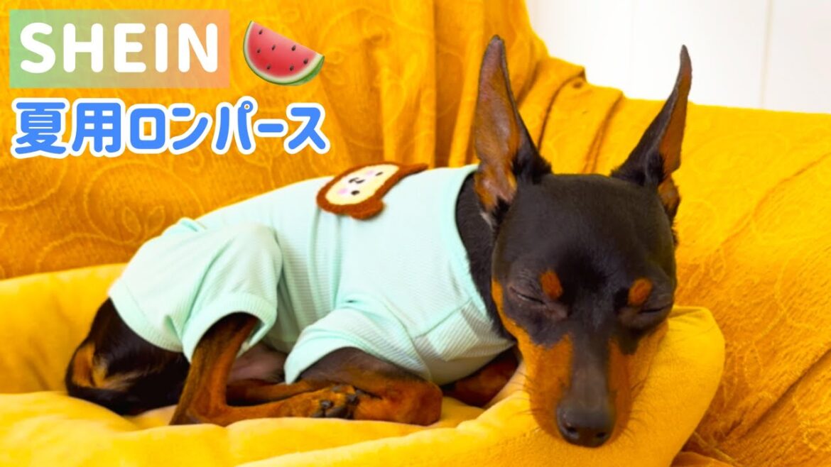 【売り切れ御免！】SHEINペット服