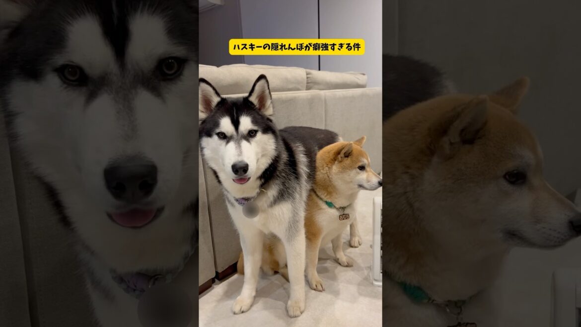ハスキーの隠れんぼが癖強すぎる件#シベリアンハスキー#柴犬#おもしろ #shorts