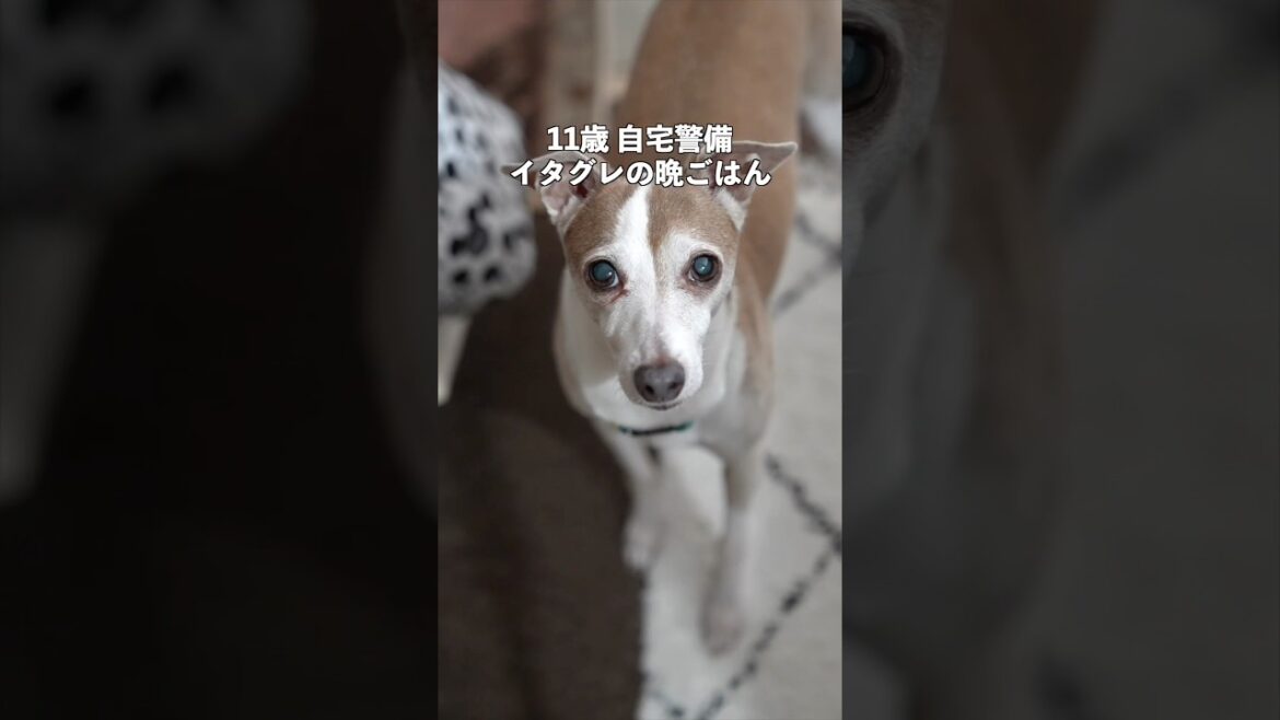 愛犬に栄養たっぷりのヘルシースープを作ったら爆食してくれました【イタグレ】【ウィペット】#shorts #dog