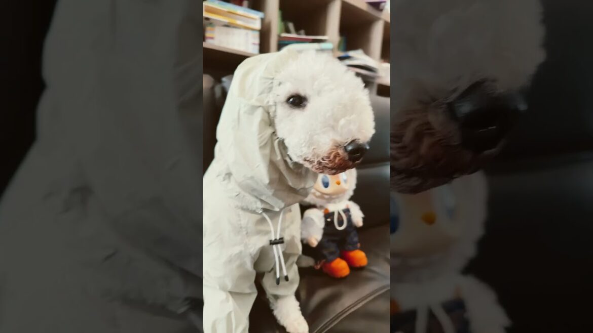 Soda Pop #dog #cute #viralvideo #pets #bedlingtonterrier