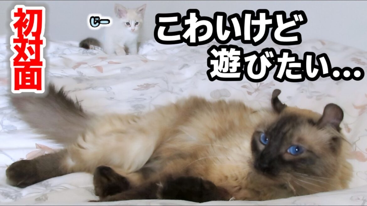 【コント大爆笑🤣】はじめましてはドキドキ！新入り子猫と成猫のゆかいな1日♪ #子猫 #コント