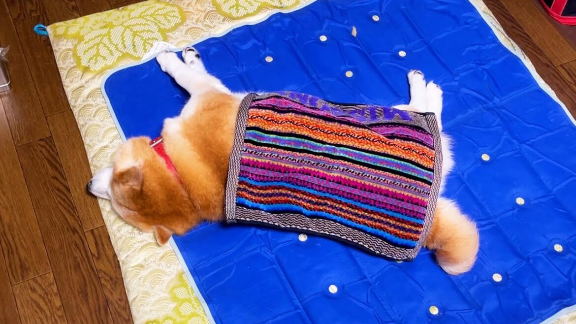 ひるね中の柴犬にミニタオルを掛けるだけの簡単な作業です。 ひるね中の柴犬にミニタオルを掛けるだけの簡単な作業です。