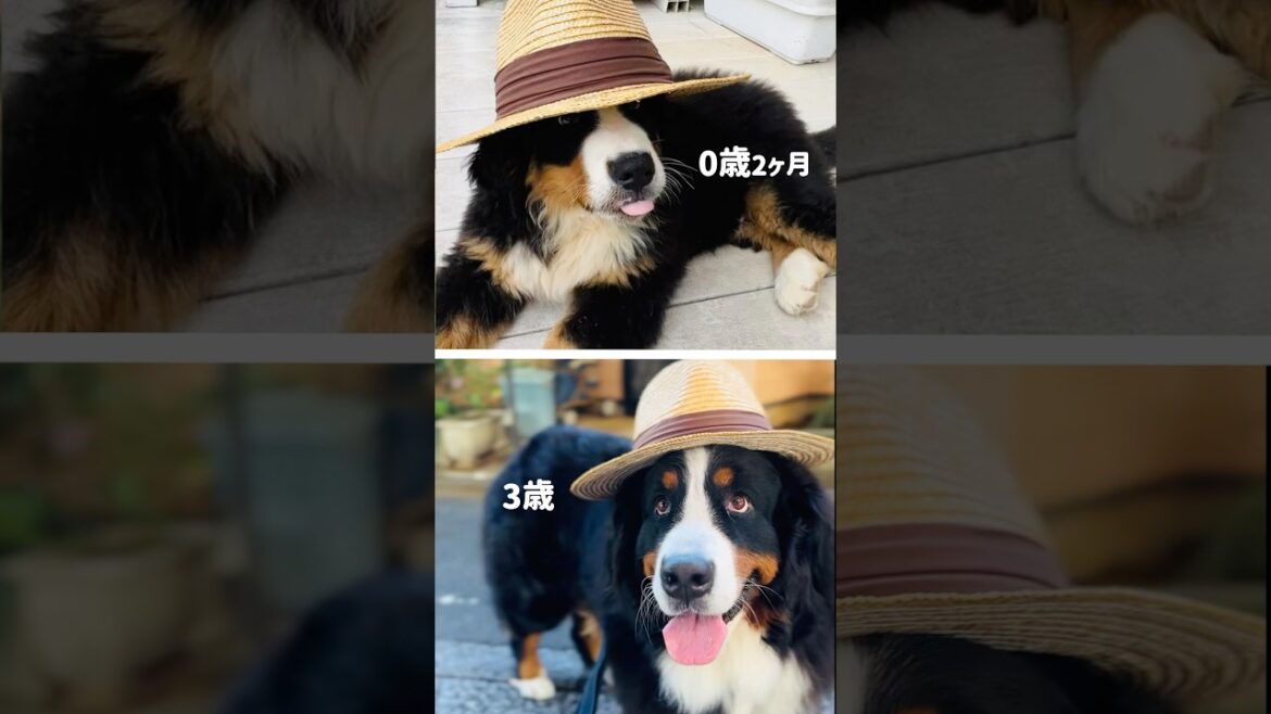 大きくなったね！同じ帽子をかぶる0歳と3歳のバーニーズ🐾