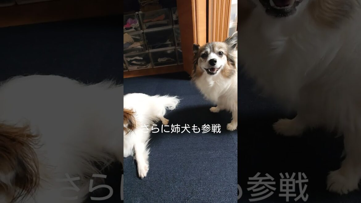 犬のヤキモチって可愛いよね #多頭飼い #犬のいる生活 #パピヨン