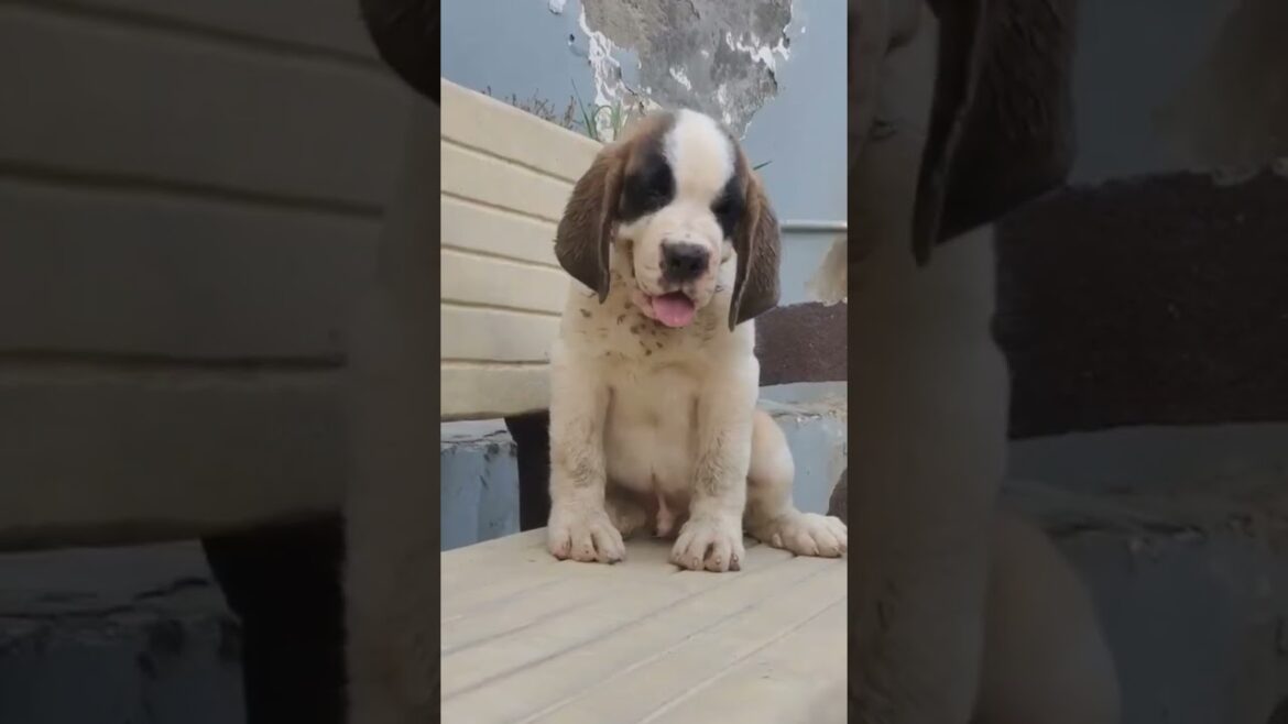 You Are Watching Cutest Saint Bernard Giant Puppy #makemypet #saintbernad #puppy #cuteanimal #pets