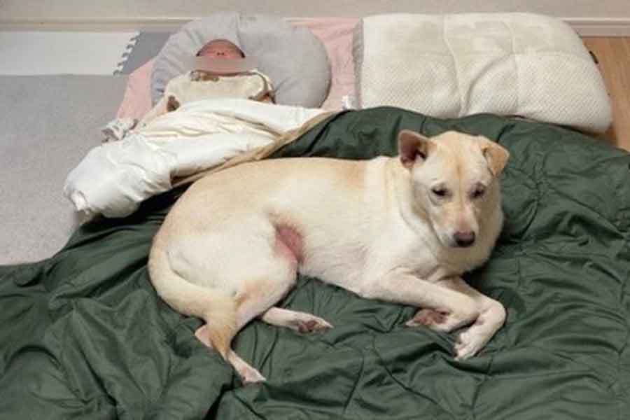 赤ちゃんに寄り添うむく丸くん【写真提供:保護犬 むく丸(@mukumaru_ft_fm)さん】