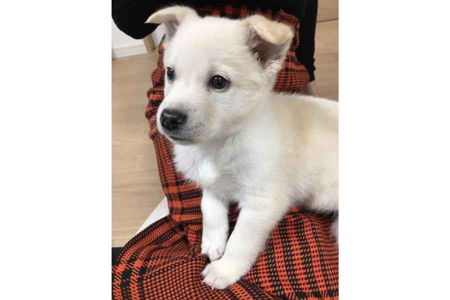 お迎えして1週間後の子いぬ時代のむく丸くん【写真提供:保護犬 むく丸(@mukumaru_ft_fm)さん】