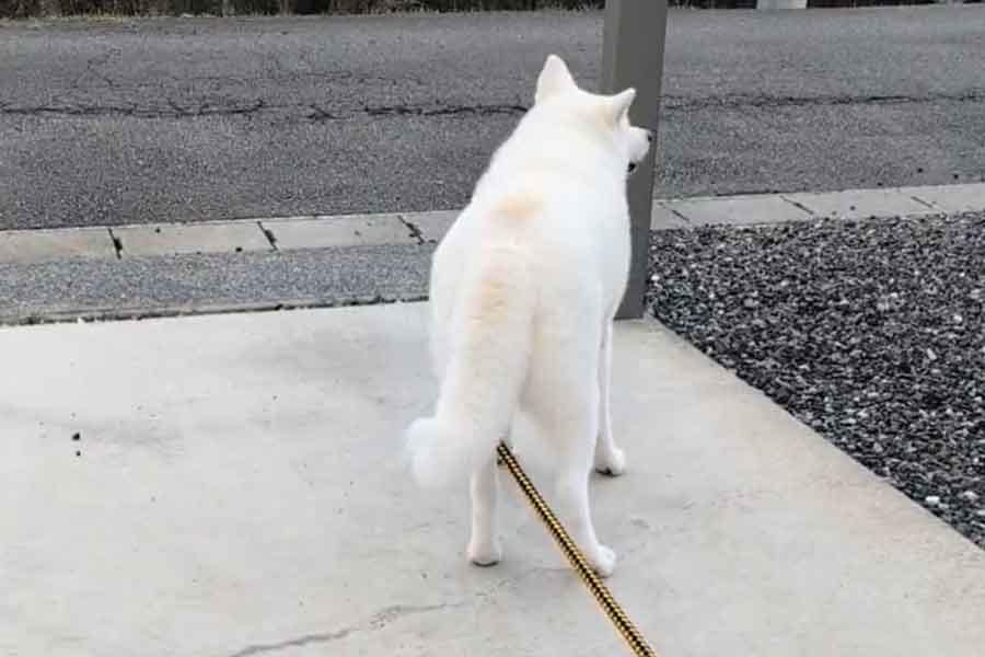 遠ざかる小学生の背中を見つめるこゆきちゃん【写真提供：秋田犬こゆきと愉快な仲間達（@kodomo4dog5）さん】