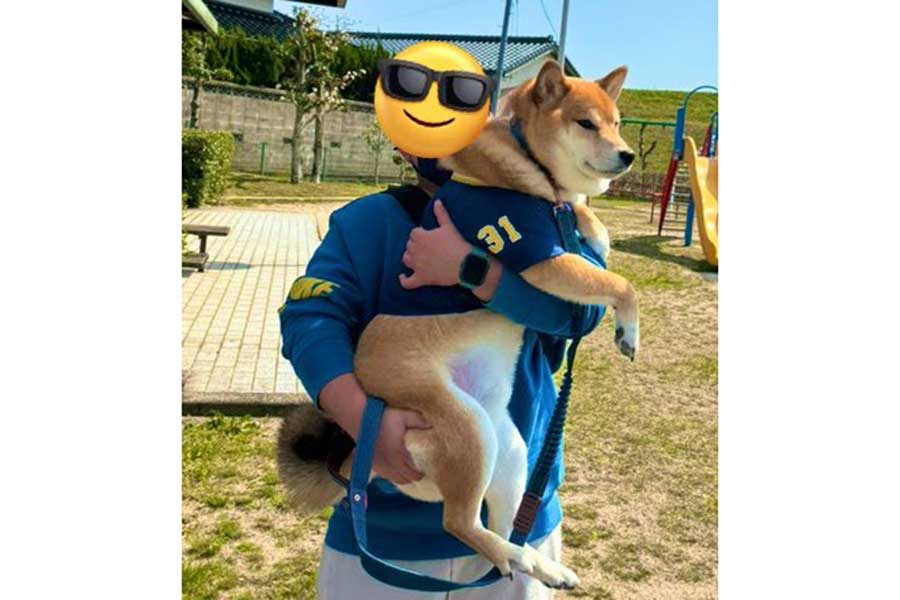 両手で抱えてもはみ出るほど大きく成長した福丸くん【写真提供：デカ柴 福丸（@fukumaru116）さん】