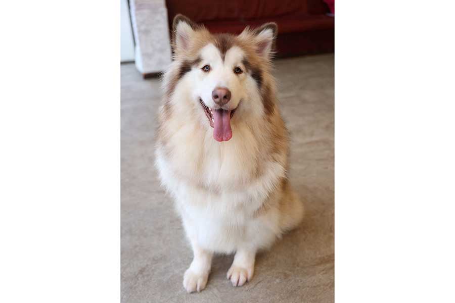 大きく美しい成犬に成長した紅ちゃん【写真提供:大型犬カフェGRAND MOU《ぐらんむー》(@GrandMou_)さん】