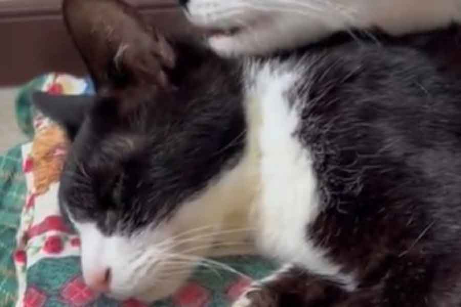 「大好きな”妻”ねこと離したくなかった」 闘病中の愛猫を支える”家族”の愛に涙…懸命に生きる姿に感動の声 | Hint-Pot 「大好きな"妻"ねこと離したくなかった」 闘病中の愛猫を支える"家族"の愛に涙…懸命に生きる姿に感動の声 | Hint-Pot