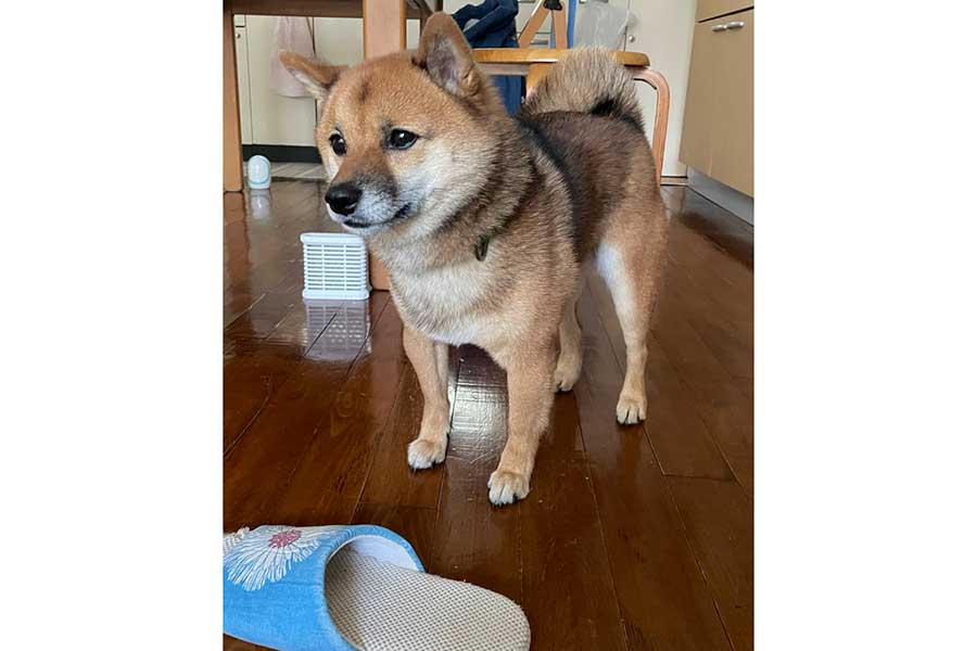 スリッパを運んできた九十くん【写真提供:豆柴九十(@rojiko7)さん】