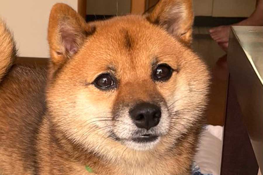 「裸足で歩いていたら」→豆柴のまさかの行動に胸キュン 飼い主が明かした結末とは | Hint-Pot 「裸足で歩いていたら」→豆柴のまさかの行動に胸キュン 飼い主が明かした結末とは | Hint-Pot