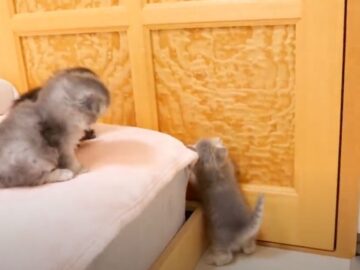 この後、子猫にピンチが…