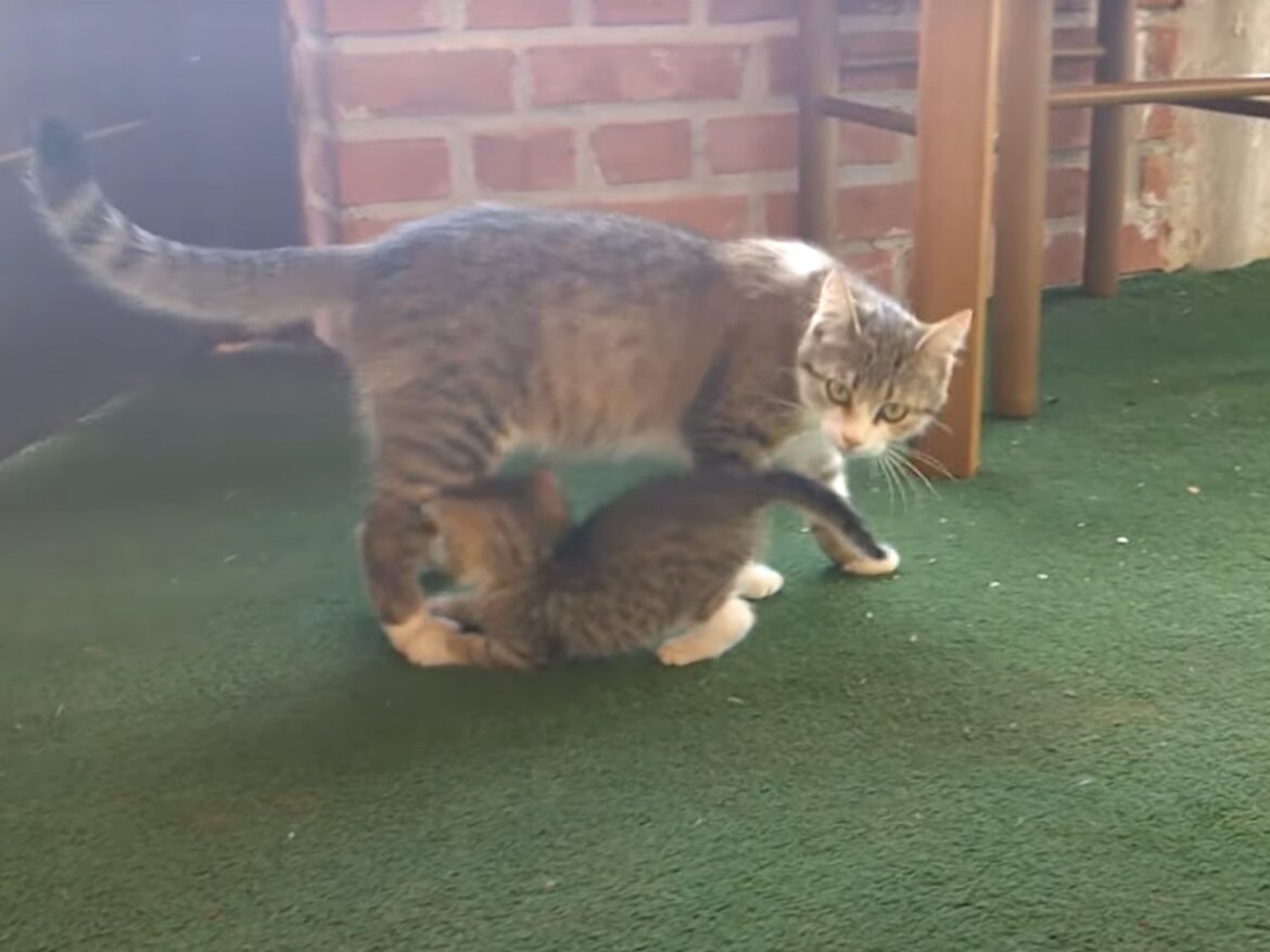 遊んでほしい子猫に“塩対応”…かと思いきや！ 母猫が見せた「ツンデレっぷり」に反響続々「ほのぼの」 | オトナンサー