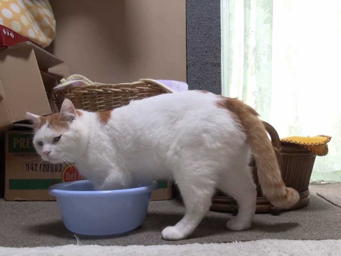 やっぱり猫って「液体」じゃん…！ 小さいボウルを選んですっぽり入る猫ちゃんに大反響「どんだけ狭いとこ好きなんw」 | オトナンサー