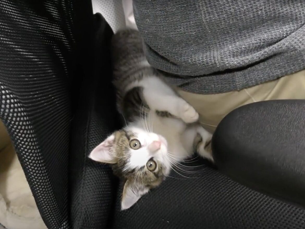 「もっとかまってニャン」 椅子の隙間が大好きな子猫の《イタズラ三昧》がかわいすぎて大絶賛「かわいいの限界突破！」 | オトナンサー