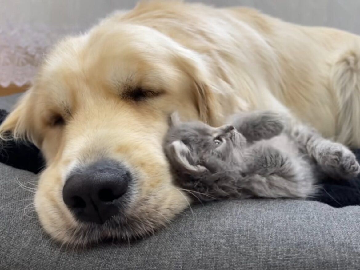 猫パンチにも動じない！？ 熟睡ゴールデンレトリバーの《包容力》がすごすぎて大反響「癒やし度が限界突破」 | オトナンサー