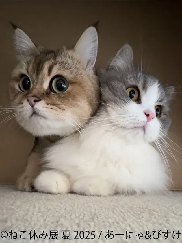 あーにゃ＆びすけ