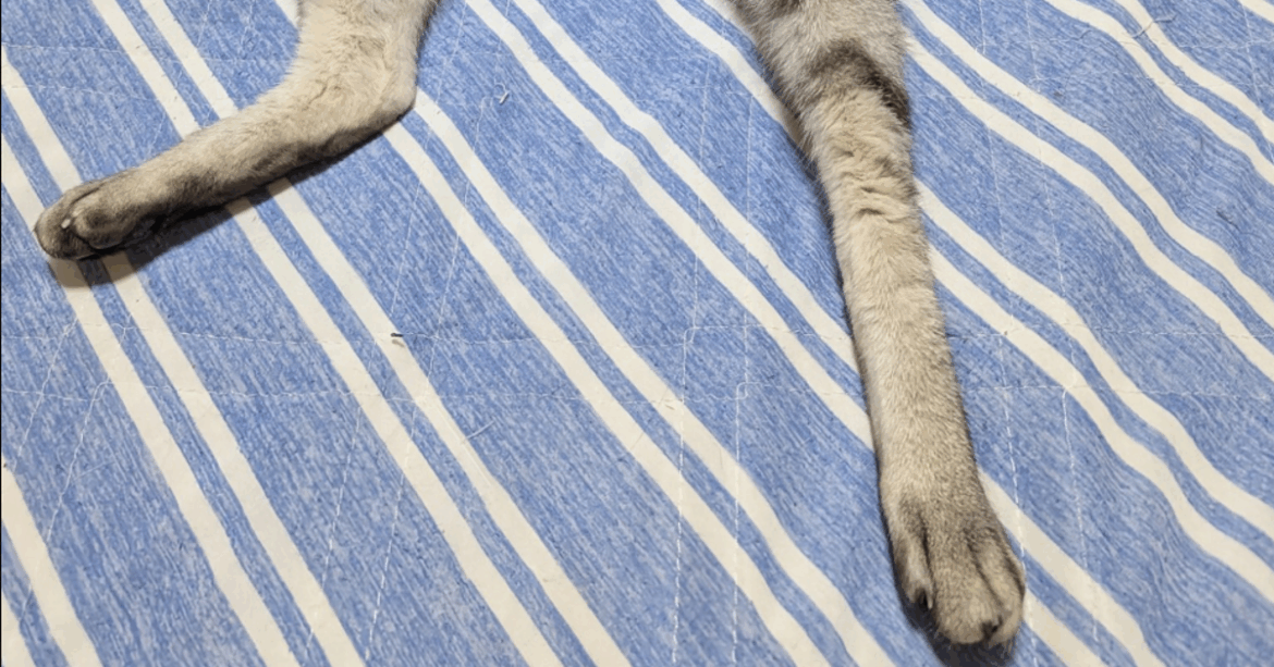 実写版ドラえもん!?猫のポーズに「どこでもドア出してください」と反響 – ハフポスト 実写版ドラえもん!?猫のポーズに「どこでもドア出してください」と反響 - ハフポスト