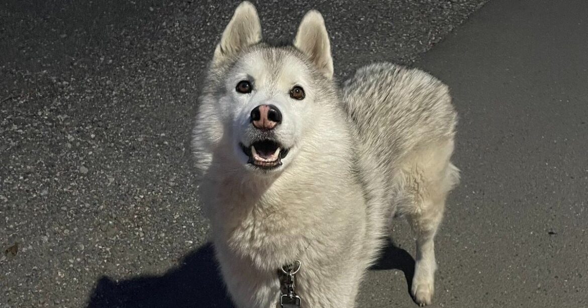 ハスキー犬のテンションに怯えるレトリバーの顔がギャグ漫画すぎた - ハフポスト
