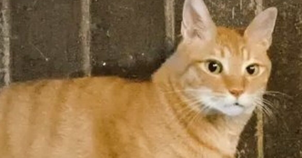キリッと立っている猫。でも実は…⇒驚きの種明かしに「騙し絵みたい」「影まで完璧なのに」と言われる - ハフポスト