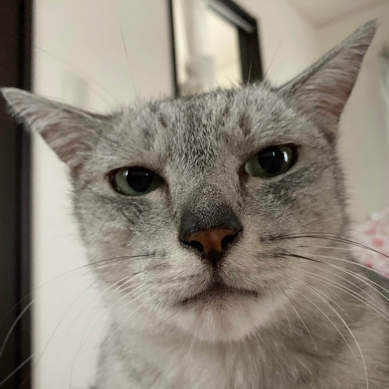 サバトラ猫のミロくん