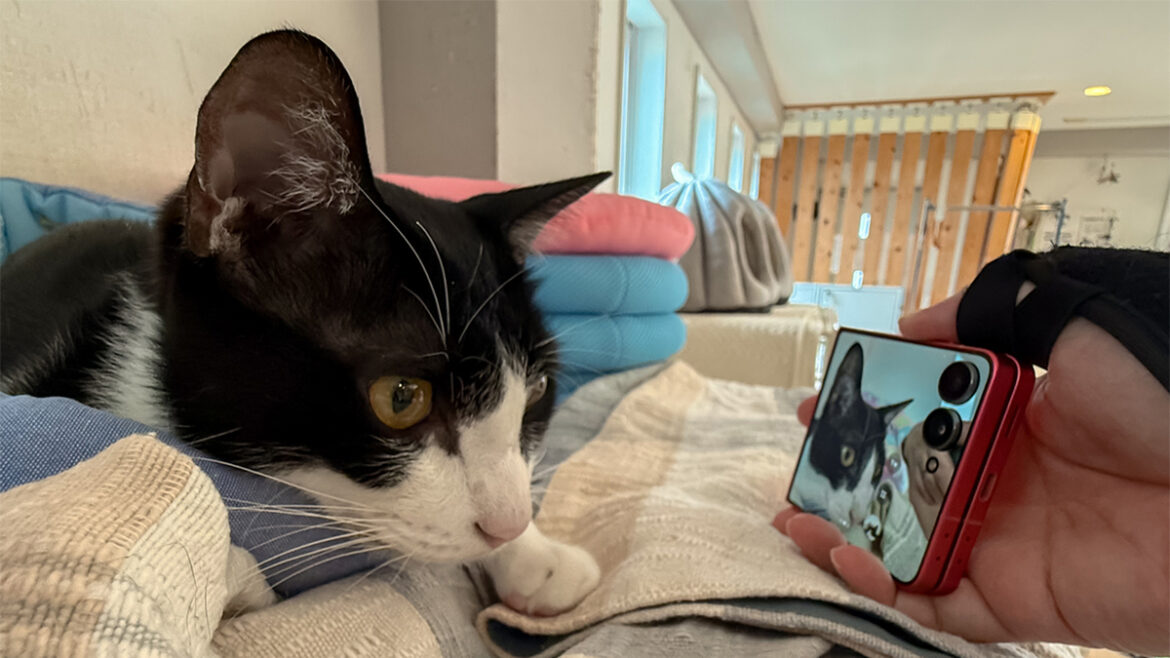ASCII.jp：実は折りたたみスマホと猫撮影は相性が良い！ GALAXY Z Fold7/Flip7を折り曲げながら猫を撮った