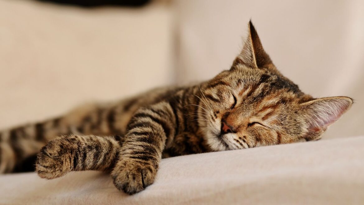 ネコは左半身を下にして眠ることを好む。その理由とは？ | WIRED.jp