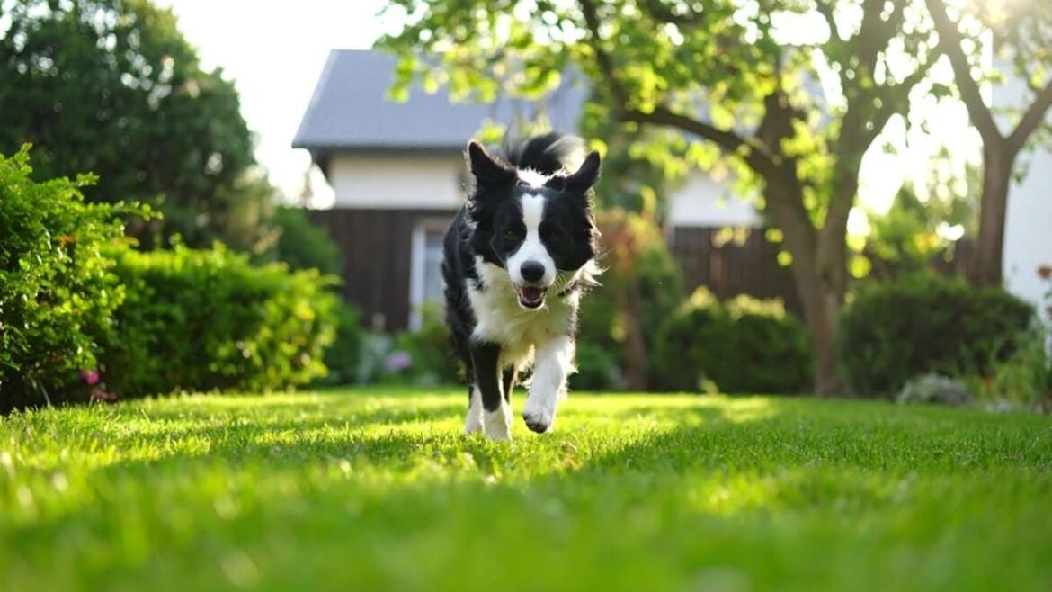 愛犬に必要な設備は「広い庭やドッグランスペース」 NEXER調べ | 新建ハウジング