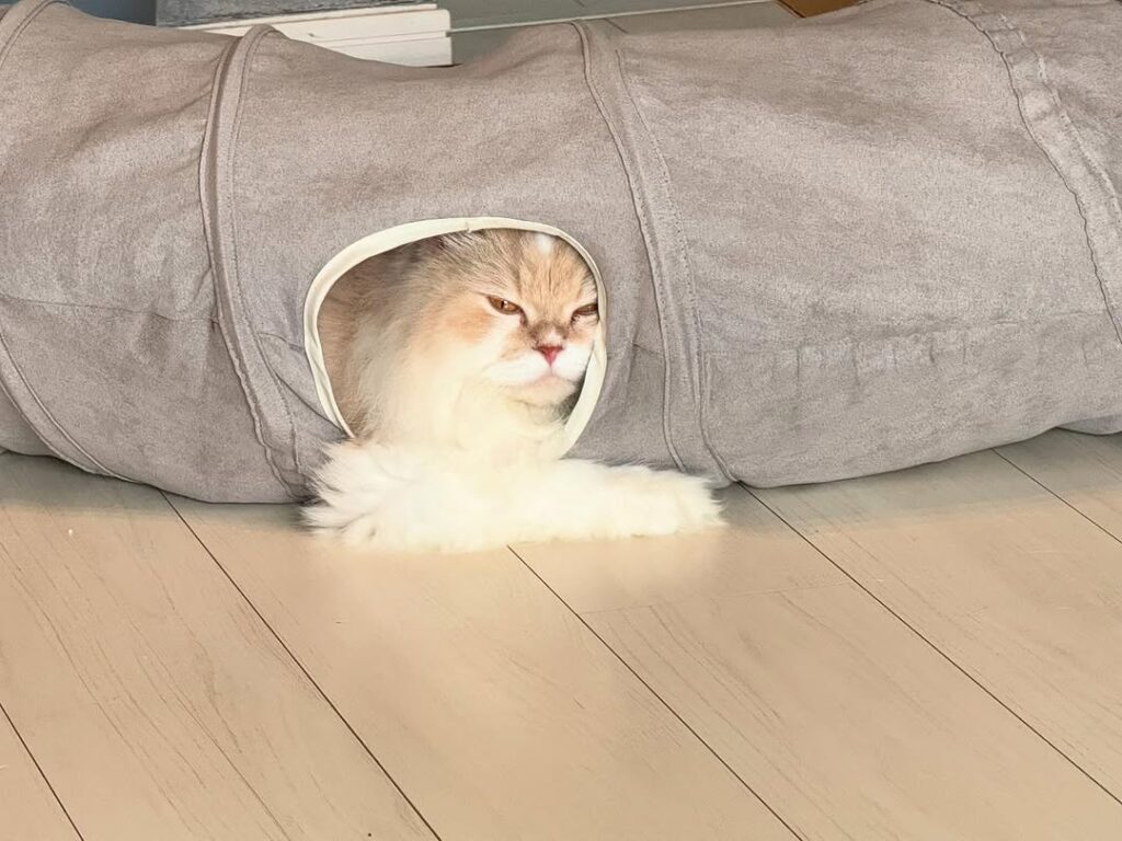 寺地拳四朗、「腕が外れた！？」愛猫のオフショットが話題 | 話題の投稿 | スポーツブル (スポブル)