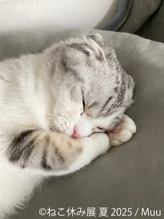 ねこ休み展 展示作品:Muu