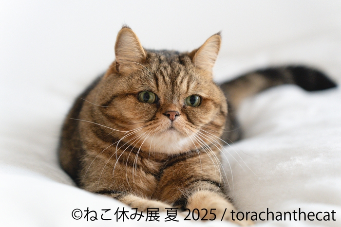 ねこ休み展 展示作品:torachanthecat