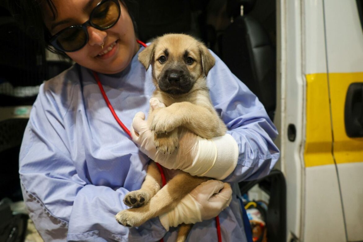 保護犬３１頭、洪水被害のテキサス州からシカゴへ　被災ペットの救助で全米の団体が連携 - CNN.co.jp