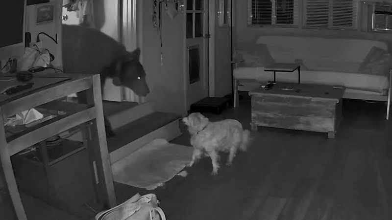 【衝撃映像】家に侵入したクマに立ち向かった老犬、その年齢と勇気に驚きと賞賛の声|Pen Online 【衝撃映像】家に侵入したクマに立ち向かった老犬、その年齢と勇気に驚きと賞賛の声|Pen Online