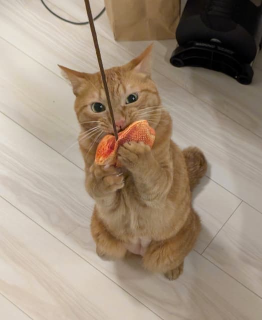 「手術して本当に良かった」松丸亮吾の愛猫がおもちゃで遊べるように | 話題の投稿 | スポーツブル (スポブル) 「手術して本当に良かった」松丸亮吾の愛猫がおもちゃで遊べるように | 話題の投稿 | スポーツブル (スポブル)