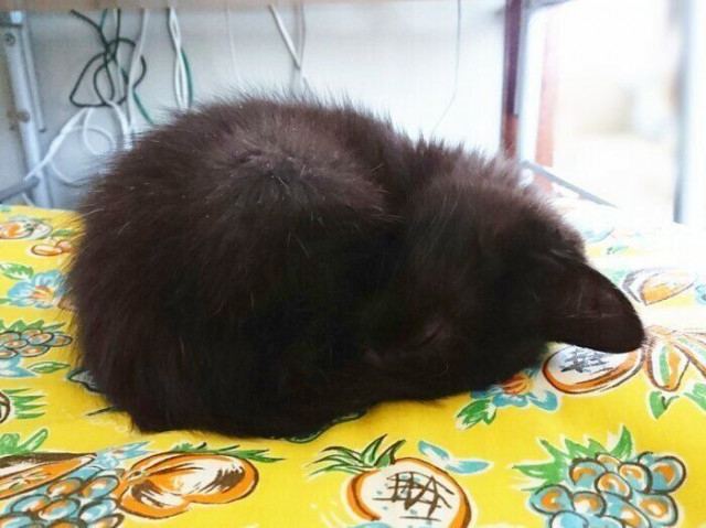 ジョギング中に衰弱している子猫を保護 手のひらサイズの小さな“毛玉”が、4年後には「元気なイケニャン」に!