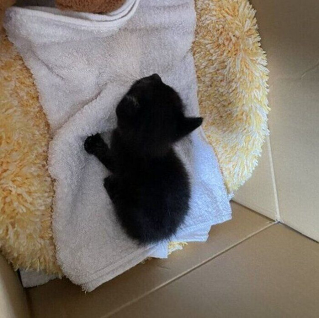 生後すぐに母猫とはぐれた子猫 保護当時と7カ月後の体格差に驚き!「自分らしく元気でいてね」