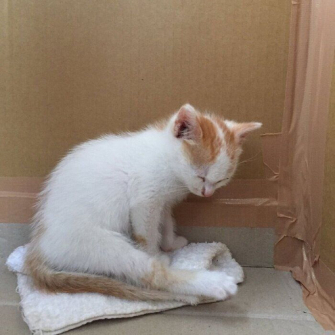 生後1カ月の子猫を保護 → 7年後も変わらない！ ダンボールで過ごした頃と同じ寝姿にほっこり