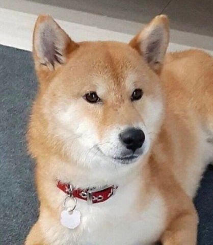 愛護センターにいた推定3才の保護犬と家族に “第2の犬生”を歩む柴犬の「1年後の嬉しい変化」にほっこり！